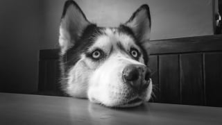 Illustration de l'article : 10 races de chiens au talent dramatique incontesté qui excellent dans l’art de vous regarder de travers