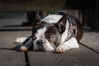 Illustration de l'article : 10 races de chiens au talent dramatique incontesté qui excellent dans l’art de vous regarder de travers