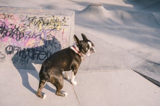 Illustration de l'article : 10 races de chiens au talent dramatique incontesté qui excellent dans l’art de vous regarder de travers