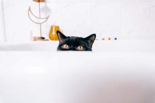 Illustration de l'article : 14 photos de chats qui se sont appropriés nos objets pour en faire leur passion