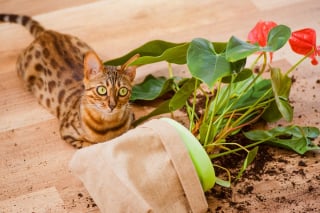 Illustration de l'article : 14 photos de chats qui se sont appropriés nos objets pour en faire leur passion