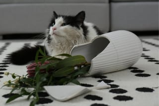 Illustration de l'article : 14 photos de chats qui se sont appropriés nos objets pour en faire leur passion