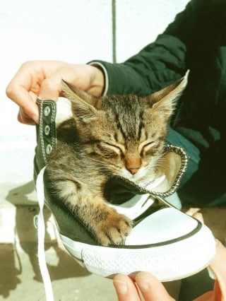Illustration de l'article : 14 photos de chats qui se sont appropriés nos objets pour en faire leur passion