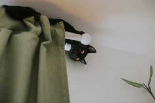 Illustration de l'article : 14 photos de chats qui se sont appropriés nos objets pour en faire leur passion