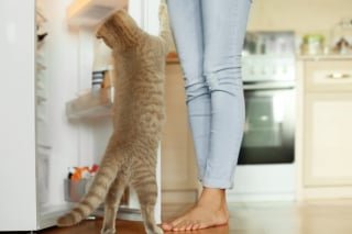 Illustration de l'article : 14 photos de chats qui se sont appropriés nos objets pour en faire leur passion