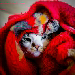Illustration de l'article : 14 photos de chats qui se sont appropriés nos objets pour en faire leur passion