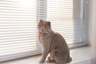 Illustration de l'article : 14 photos de chats qui se sont appropriés nos objets pour en faire leur passion