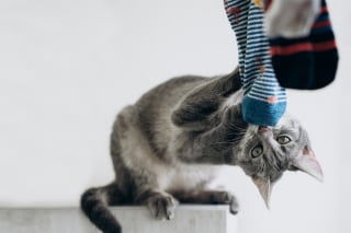 Illustration de l'article : 14 photos de chats qui se sont appropriés nos objets pour en faire leur passion