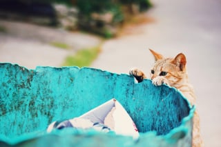 Illustration de l'article : 14 photos de chats qui se sont appropriés nos objets pour en faire leur passion