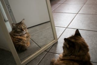 Illustration de l'article : 14 photos de chats qui se sont appropriés nos objets pour en faire leur passion