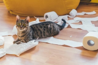 Illustration de l'article : 14 photos de chats qui se sont appropriés nos objets pour en faire leur passion