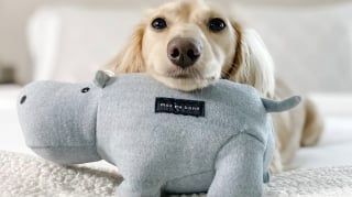 Illustration de l'article : 15 adorables chiens qui prennent la pose avec leurs peluches préférées