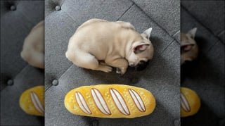 Illustration de l'article : 15 adorables chiens qui prennent la pose avec leurs peluches préférées