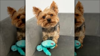 Illustration de l'article : 15 adorables chiens qui prennent la pose avec leurs peluches préférées