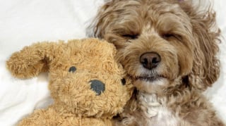 Illustration de l'article : 15 adorables chiens qui prennent la pose avec leurs peluches préférées