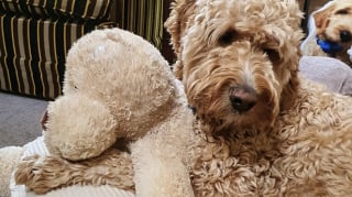 Illustration de l'article : 15 adorables chiens qui prennent la pose avec leurs peluches préférées