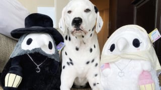 Illustration de l'article : 15 adorables chiens qui prennent la pose avec leurs peluches préférées