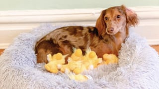 Illustration de l'article : 15 adorables chiens qui prennent la pose avec leurs peluches préférées