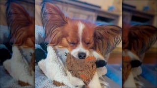Illustration de l'article : 15 adorables chiens qui prennent la pose avec leurs peluches préférées