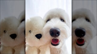 Illustration de l'article : 15 adorables chiens qui prennent la pose avec leurs peluches préférées