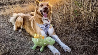 Illustration de l'article : 15 adorables chiens qui prennent la pose avec leurs peluches préférées