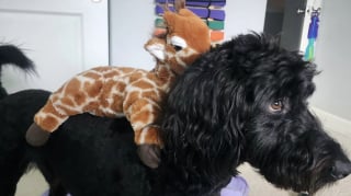 Illustration de l'article : 15 adorables chiens qui prennent la pose avec leurs peluches préférées
