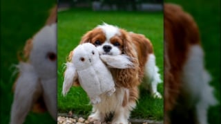 Illustration de l'article : 15 adorables chiens qui prennent la pose avec leurs peluches préférées