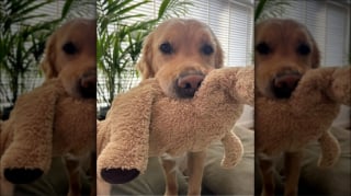 Illustration de l'article : 15 adorables chiens qui prennent la pose avec leurs peluches préférées