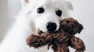 Illustration de l'article : 15 adorables chiens qui prennent la pose avec leurs peluches préférées