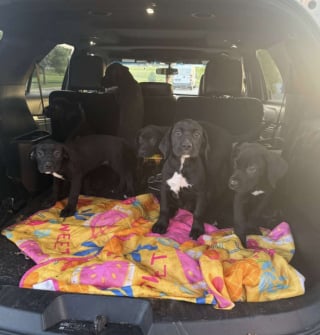 Illustration de l'article : Retrouvés cachés dans un conduit en béton, ces 6 chiots vont désormais profiter d’une vie heureuse dans leur famille