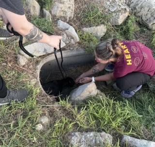 Illustration de l'article : Retrouvés cachés dans un conduit en béton, ces 6 chiots vont désormais profiter d’une vie heureuse dans leur famille