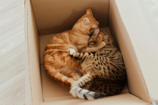 Illustration de l'article : 7 raisons pour lesquelles les chats se toilettent entre eux