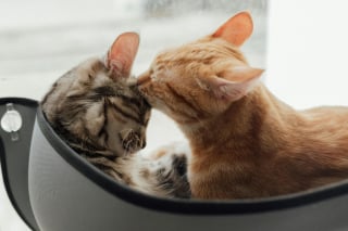Illustration de l'article : 7 raisons pour lesquelles les chats se toilettent entre eux