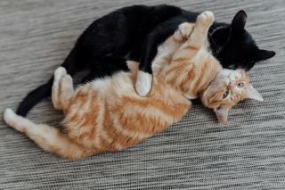 Illustration de l'article : 7 raisons pour lesquelles les chats se toilettent entre eux