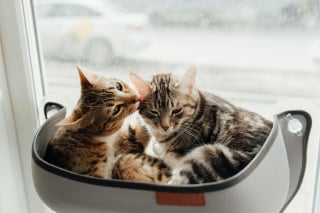 Illustration de l'article : 7 raisons pour lesquelles les chats se toilettent entre eux