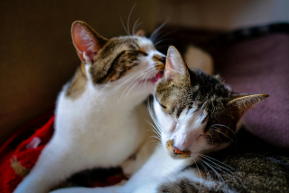 Illustration de l'article : 7 raisons pour lesquelles les chats se toilettent entre eux