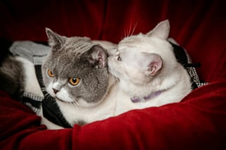 Illustration de l'article : 7 raisons pour lesquelles les chats se toilettent entre eux