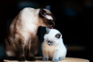 Illustration de l'article : 7 raisons pour lesquelles les chats se toilettent entre eux