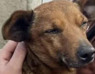 Illustration de l'article : Un chien connu pour son caractère réservé parcourt 12 kilomètres pour se rendre aux funérailles de son défunt propriétaire