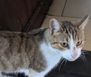 Illustration de l'article : Ce chat échappe à 2 reprises à l’attention de ses propriétaires pour se rendre dans son endroit préféré, un bar situé à 50 kilomètres de son domicile 
