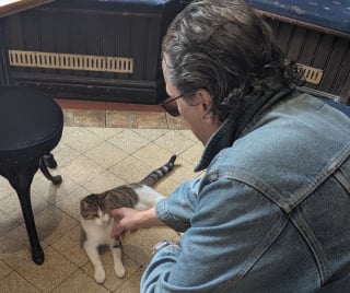 Illustration de l'article : Ce chat échappe à 2 reprises à l’attention de ses propriétaires pour se rendre dans son endroit préféré, un bar situé à 50 kilomètres de son domicile 