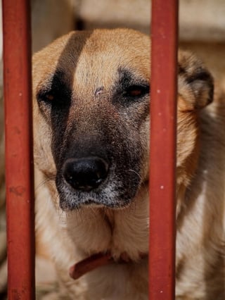 Illustration de l'article : Enchaînés avec des câbles et privés de soins, 11 chiens retrouvent la liberté et leurs anciens propriétaires sont condamnés 6 mois plus tard