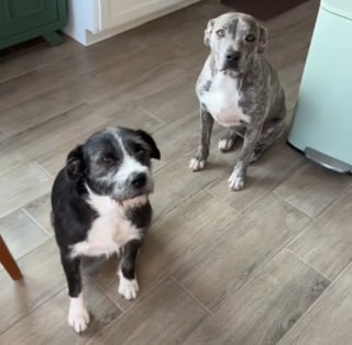 Illustration de l'article : Un couple adopte une chienne dans un refuge, puis y retourne pour chercher son chiot et leur offrir d'émouvantes retrouvailles (vidéo)