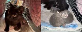 Illustration de l'article : Une chatte et ses chatons nouveau-nés ayant encore leur cordon ombilical quittent leur vie d'errance pour goûter à la sécurité et au confort 