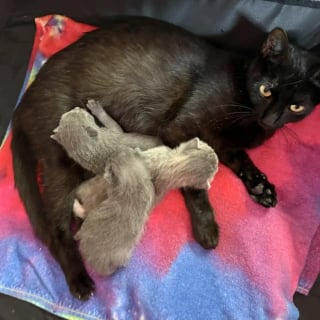 Illustration de l'article : Une chatte et ses chatons nouveau-nés ayant encore leur cordon ombilical quittent leur vie d'errance pour goûter à la sécurité et au confort 