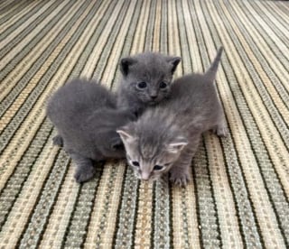 Illustration de l'article : Une chatte et ses chatons nouveau-nés ayant encore leur cordon ombilical quittent leur vie d'errance pour goûter à la sécurité et au confort 