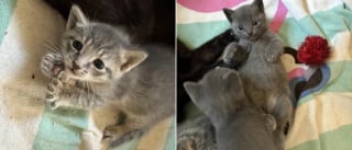 Illustration de l'article : Une chatte et ses chatons nouveau-nés ayant encore leur cordon ombilical quittent leur vie d'errance pour goûter à la sécurité et au confort 