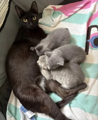 Illustration de l'article : Une chatte et ses chatons nouveau-nés ayant encore leur cordon ombilical quittent leur vie d'errance pour goûter à la sécurité et au confort 