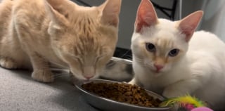 Illustration de l'article : Au refuge, une mère chatte et son fils refusent de se séparer, espérant ensemble le foyer qui changera tout (vidéo) 