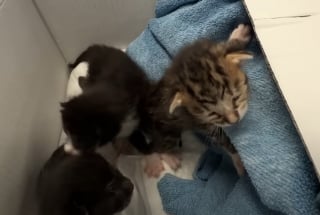 Illustration de l'article : En pleine aventure en skate électrique, elle sauve 3 chatons abandonnés dans un sac plastique au bord de la route